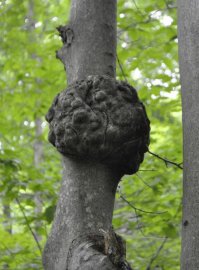 exemple de loupe sur un arbre